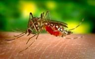 DBD Demam Berdarah Dengue, Gejala, Penyebab dan Pencegahannya